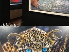 -罗红摄影艺术馆