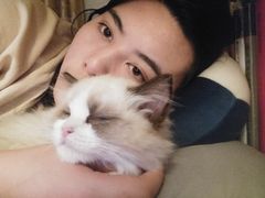 -猫十亿·布偶金渐层·曼基康矮脚猫舍(青年路店)
