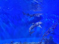 -太平洋海底世界