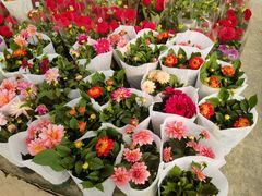 -龙大花卉苗木市场