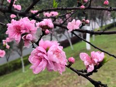 -重庆彩云湖湿地公园