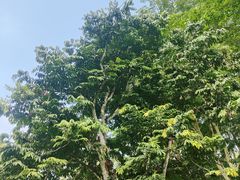 -中国科学院西双版纳热带植物园