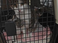 -瑞派·关忠动物医院·猫专科·犬专科(三环新城店)