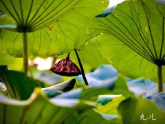 -南通博物苑-崇川人民公园