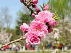 -海棠花溪(元大都城垣遗址公园)