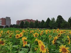 -首都师范大学(良乡校区)