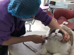 -北京观赏动物医院·24小时大型综合·猫专科·异宠专科