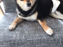 -南京Hallo宠物乐园·哈罗犬舍·柴犬繁育基地
