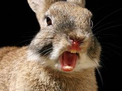 -阿英煲(凉城路店)