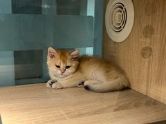 -BABIT巴比特宠物(MOMOPARK店)