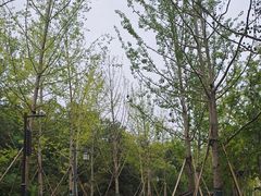 -千年银杏谷文化旅游区