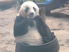 -石家庄市动物园