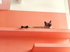 -藏猫猫咖啡主题馆(中央大道店)