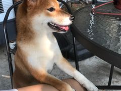 -柴犬高等学院·狗咖·柴犬售卖·宠物训练