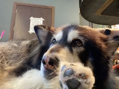 -more than meow吴止猫主题餐厅(承德 中船汇店)