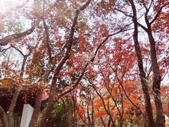 -秋霞圃