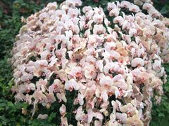 -兰陵国家农业公园