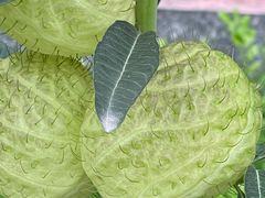 -广州神农草堂中医药博物馆