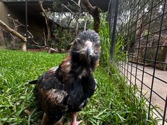 -费瑟代尔野生动物园