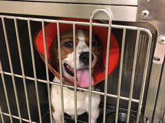 -安安宠医·安宠宠物医院