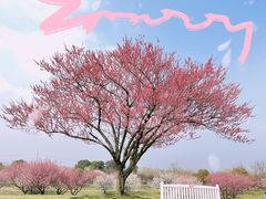 -花开海上生态园