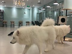 -安格丽娜·狗咖·猫咖羊驼咖(春熙路百盛商场店)