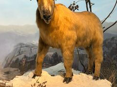 -陕西自然博物馆