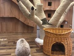 -袖虎·猫馆(体育西路店)