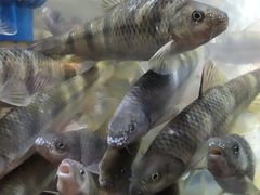 -头上红煨盐鸡·非遗院子餐厅