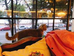 -more than meow吴止猫主题餐厅(承德 中船汇店)