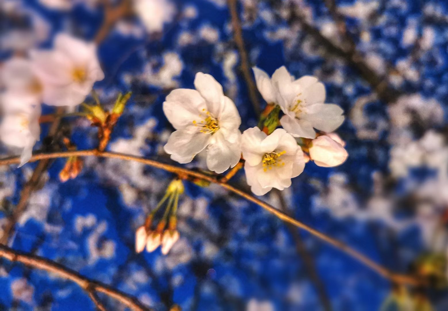 花谢花飞花满天