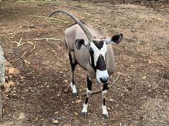 -清迈夜间动物园