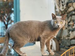 -喵屿·大理花园猫咖