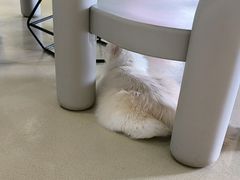 -藏猫猫咖啡主题馆(中央大道店)