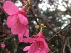 -广州市流溪河国家森林公园