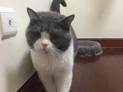 -瑞派宠物医院·内科·软组织·绝育中心(沈阳八纬路分院)
