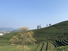 -龙坞茶村