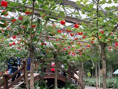 -南宫五洲植物乐园