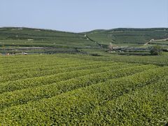 -龙坞茶村