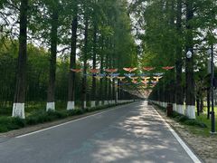 -黄海国家森林公园