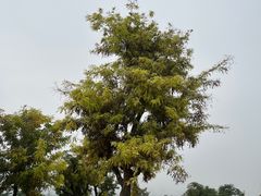 -汉长安城未央宫国家考古遗址公园