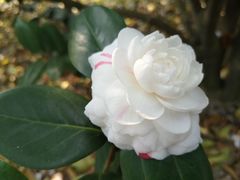 -中国科学院华南植物园