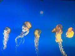 -太平洋海底世界