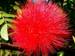 -瑞丽独树成林风景区