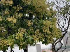 -粥旺庄(芳村店)