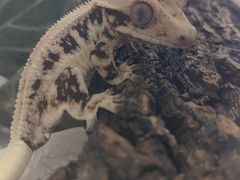 -酷以爬仙阁实体爬宠店·守宫·蜥蜴·专业繁育