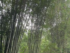 -大屏嶂森林公园
