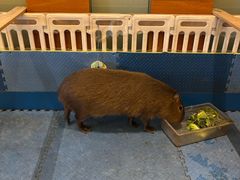 -廊坊固安福朋喜来登酒店