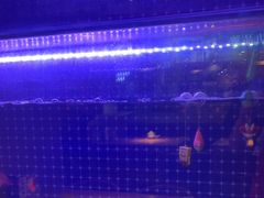 -蜀香三绝·牛蛙·烤鱼·天府炒鸡(安丘泰华店)