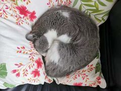 -东方名猫馆·英短金渐层布偶猫舍(环线广场1号楼店)